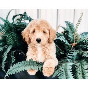 Golden-Valley-Doodles-goldendoodle