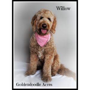 Goldendoodle-Acres