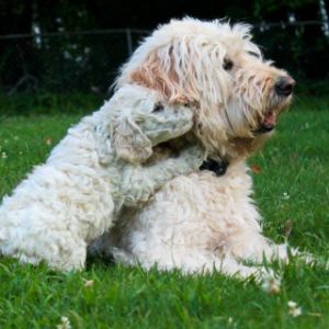 Goldendoodle-Association-of-North-America