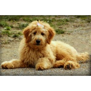 Goldendoodle-East-Coast