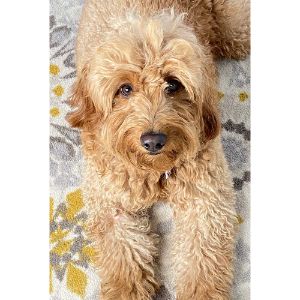 Goldendoodle-Express-goldendoodle-utah