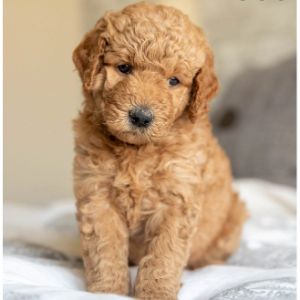 Goldendoodle-Puppies-For-Sale-In-Florida