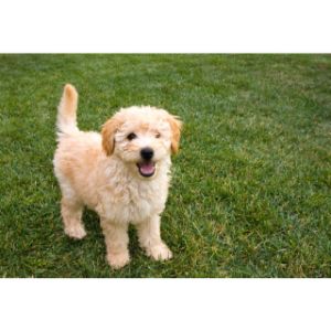 Goldendoodle-Puppies-In-Massachusetts