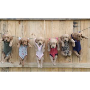 Goldendoodle-Puppies-In-Wisconsin