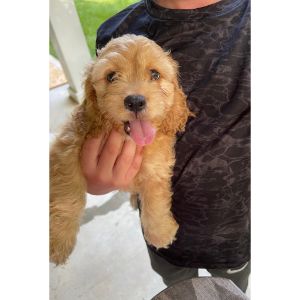 Goldendoodles-and-Poodles-of-Summit-cockapoo-missipi