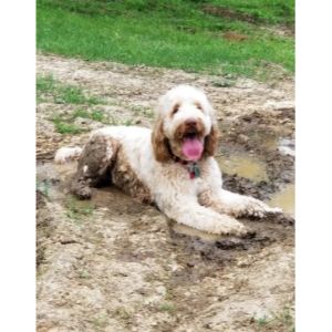 Greatly-Graced-Southern-Doodles-goldendoodle-missipi