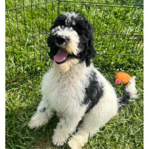 Happytail-Puppies-sheepadoodle-colorado