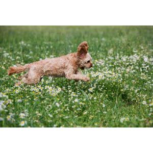 Have-You-Picked-Your-Favorite-Cavapoo-Breeder-In-Michigan