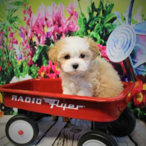 Hillview-Cavapoo-Puppies-Illinois