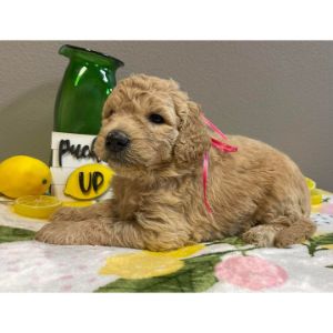 Hope-Hill-Doodles-aussiedoodle-new-ham