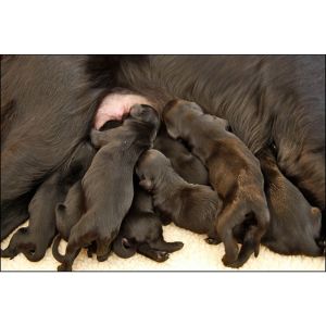 How-Many-Puppies-Can-a-Dog-Have