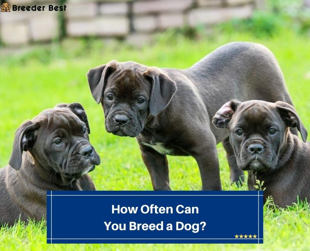 How Often Can You Breed a Dog? (2023) - Breeder Best