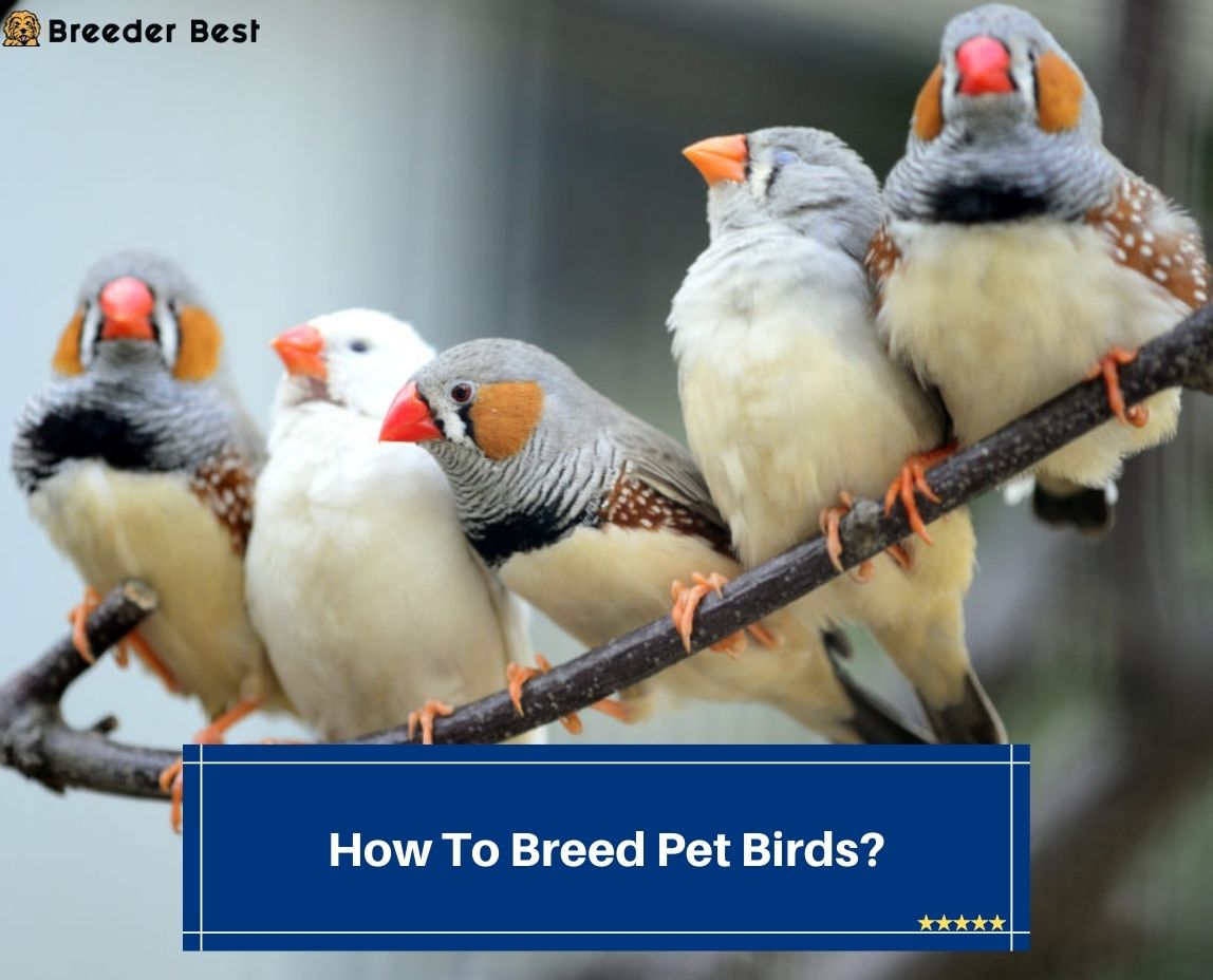 How-To-Breed-Pet-Birds-template