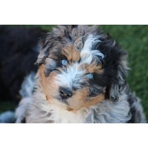 How-To-Choose-Aussiedoodle-Breeders-In-Massachusetts
