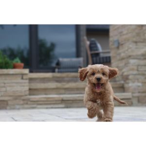 How-To-Choose-Cavapoo-Breeders-In-Connecticut