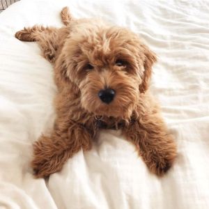 How-To-Choose-Cockapoo-Puppies-In-Connecticut