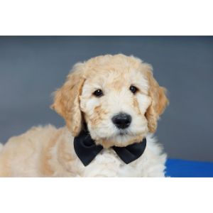 How-To-Choose-Goldendoodle-Breeders-In-Connecticut