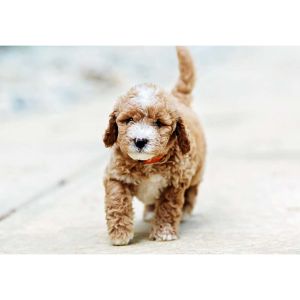 How-To-Choose-Goldendoodle-Breeders-In-Massachusetts