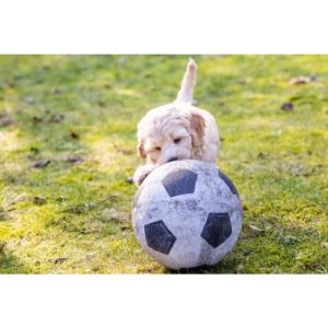 How-To-Choose-Labradoodle-Breeders-In-Connecticut