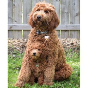 How-To-Choose-Labradoodle-Breeders-In-Washington