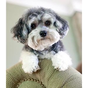 How-To-Choose-Maltipoo-Breeders-In-Florida