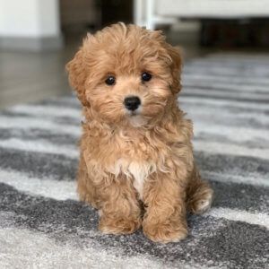 How-To-Choose-Maltipoo-Breeders-In-Washington