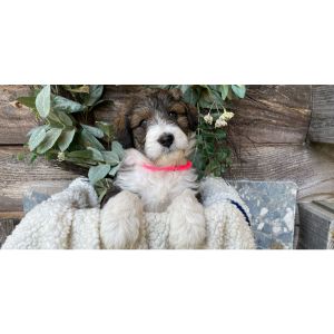 How-To-Choose-The-Best-Aussiedoodle-Breeders-In-Virginia