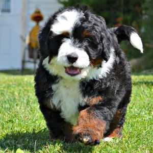 How-To-Choose-The-Best-Bernedoodle-Breeders-In-Connecticut
