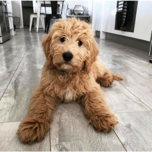 How-To-Choose-The-Best-Cavapoo-Breeders-In-Virginia