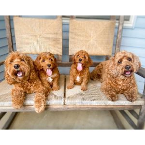 How-To-Choose-The-Best-Cockapoo-Breeders-In-Illinois