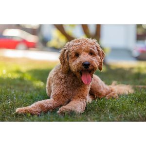 How-To-Choose-The-Best-Goldendoodle-breeder-In-Colorado