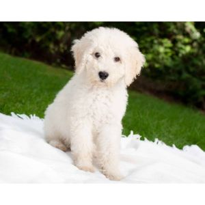 How-To-Choose-The-Best-Labradoodle-Breeders-In-Illinois
