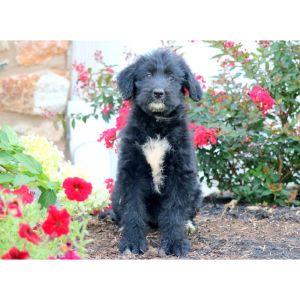 How-To-Choose-The-Best-Sheepadoodle-Breeders-In-Washington