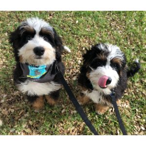 How-To-Choose-a-Bernedoodle-Breeder-In-Utah