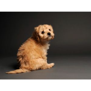 How-To-Choose-a-Cavapoo-Breeder-In-Los-Angeles