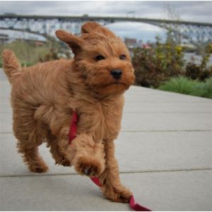 How-To-Choose-a-Labradoodle-Breeder-In-Los-Angeles