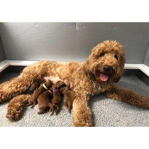 How-To-Find-The-Best-Goldendoodle-Breeders-In-Washington