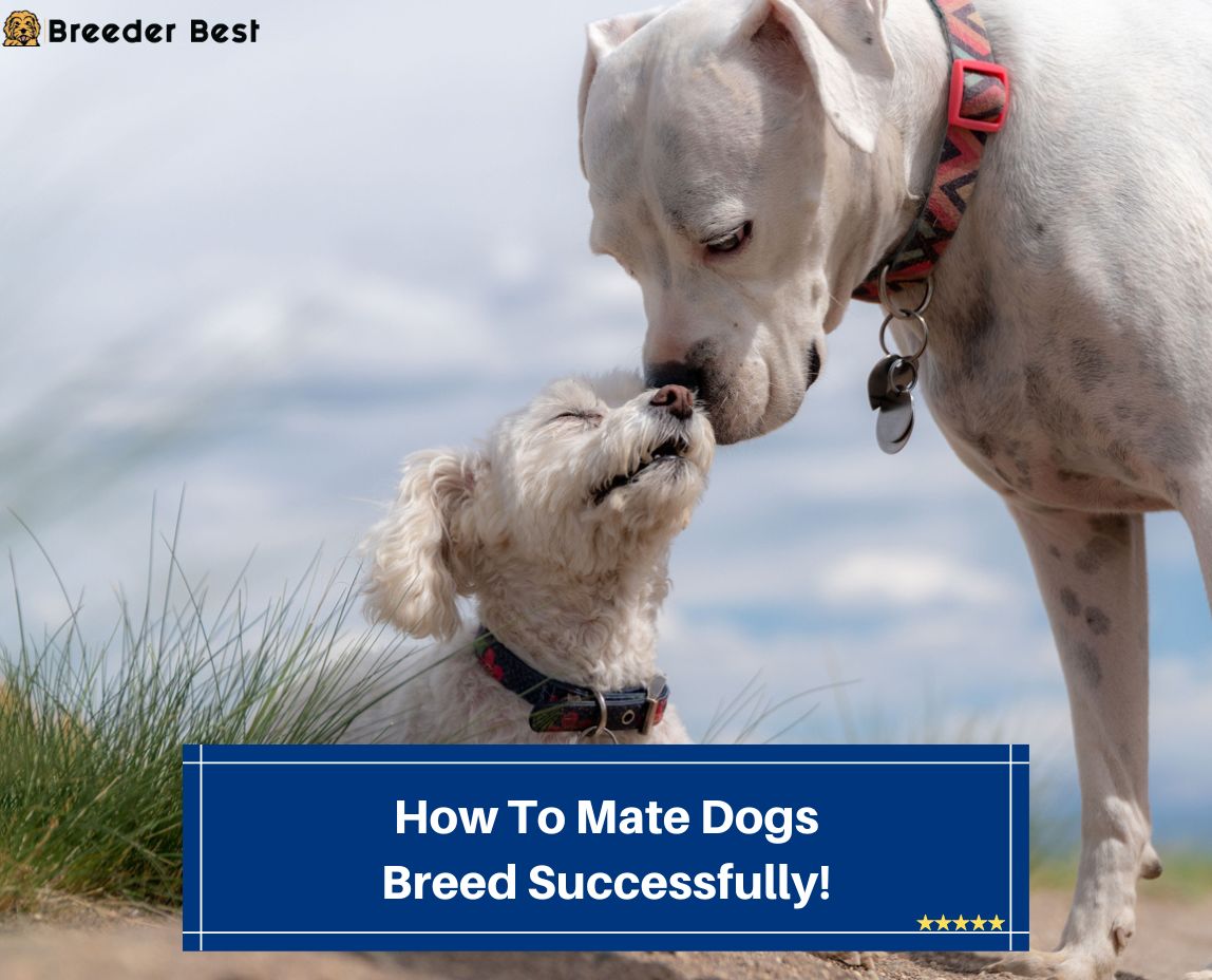 How-To-Mate-Dogs-Breed-Successfully-template