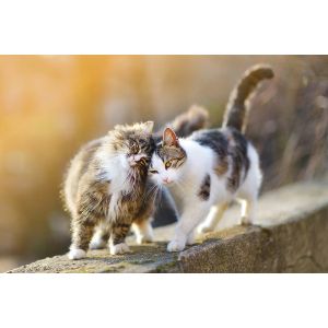 Is-Animal-Breeding-Safe-For-Cats