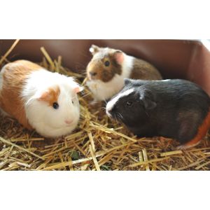Is-Animal-Breeding-Safe-For-Guinea-Pigs
