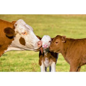 Is-It-Safe-To-Eat-Farm-Animals-That-Were-Bred