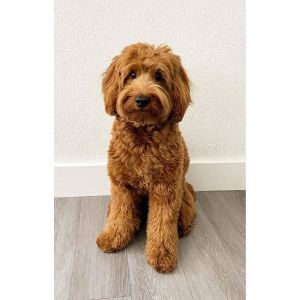 Labradoodle-Puppies-For-Sale-In-Utah