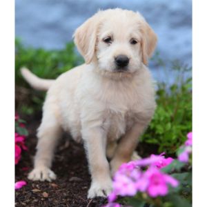 Labradoodle-Puppies-In-Connecticut