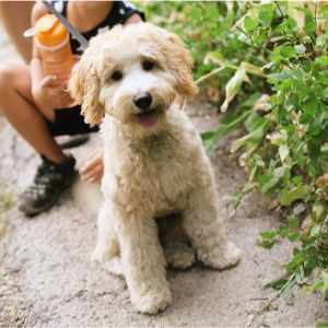 Labradoodle-Puppies-In-Illinois