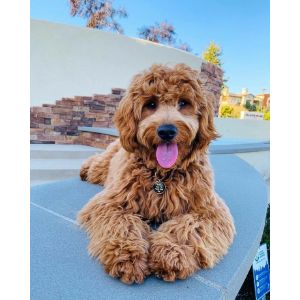 Labradoodle-Puppies-In-Maryland