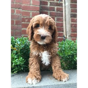 Labradoodle-Puppies-In-Michigan