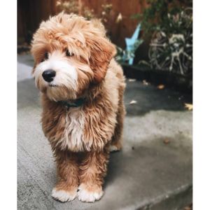 Labradoodle-Puppies-In-Mississippi