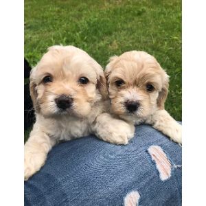 Luxe-Puppies-cavapoo-utah