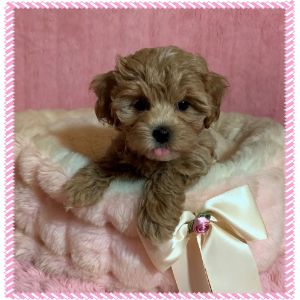 Maltipoo-FurBabies