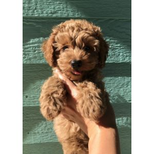 Maltipoo-Puppies-In-Florida